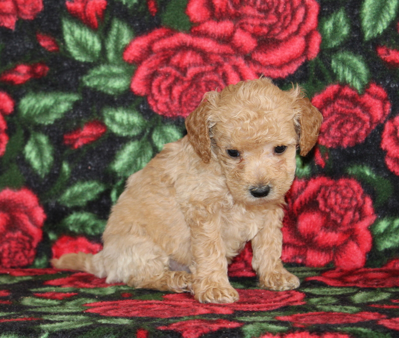 puppy, for, sale, Mini Goldendoodle F1BB, Matthew B. Stoltzfus, dog, breeder, Gap, PA, dog-breeder, puppy-for-sale, forsale, nearby, find, puppyfind, locator, puppylocator, aca